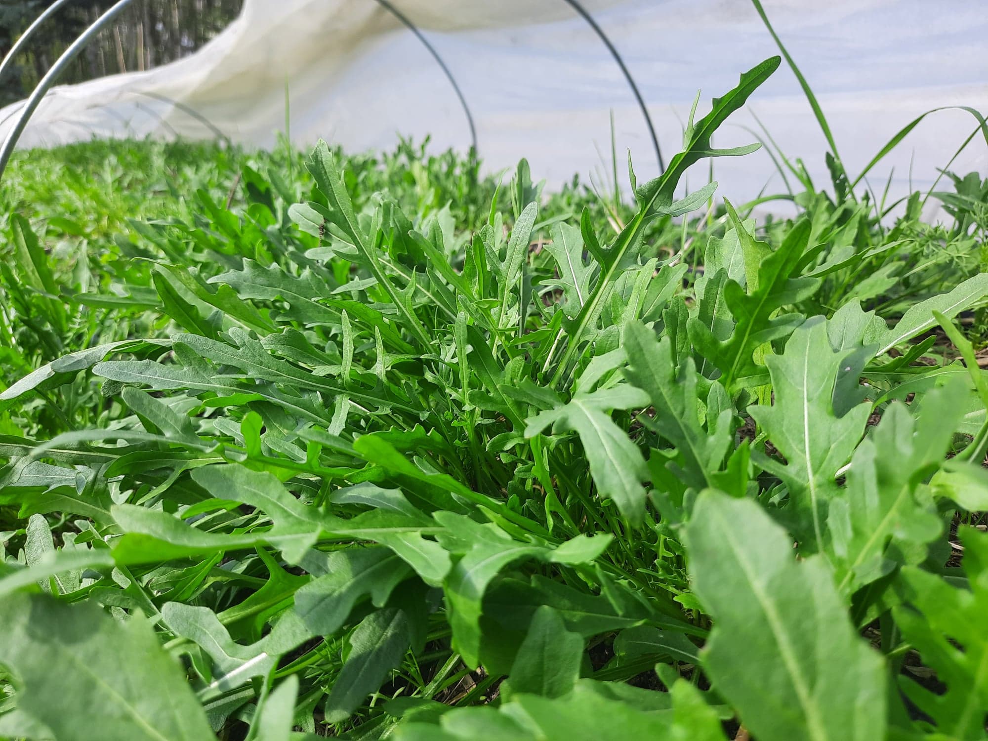 Dzika rukola świeza od rolnika