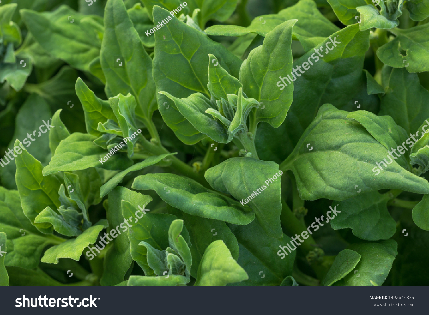 Szpinak nowozelandzki